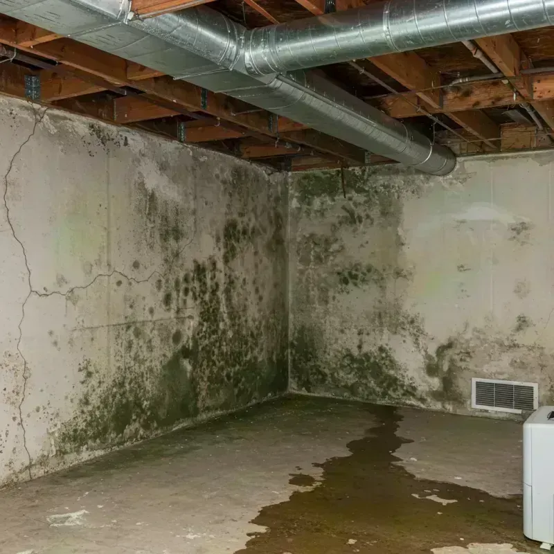 Professional Mold Removal in Florissant, MO